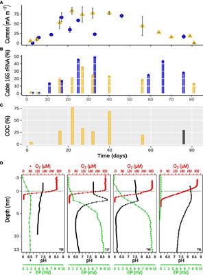 Persistent flocks of diverse motile bacteria in long-term incubations of electron-conducting cable bacteria, Candidatus Electronema aureum